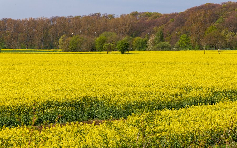 File:Blühendes Rapsfeld in der Marsch, Baden & Etelsen (2014).jpg