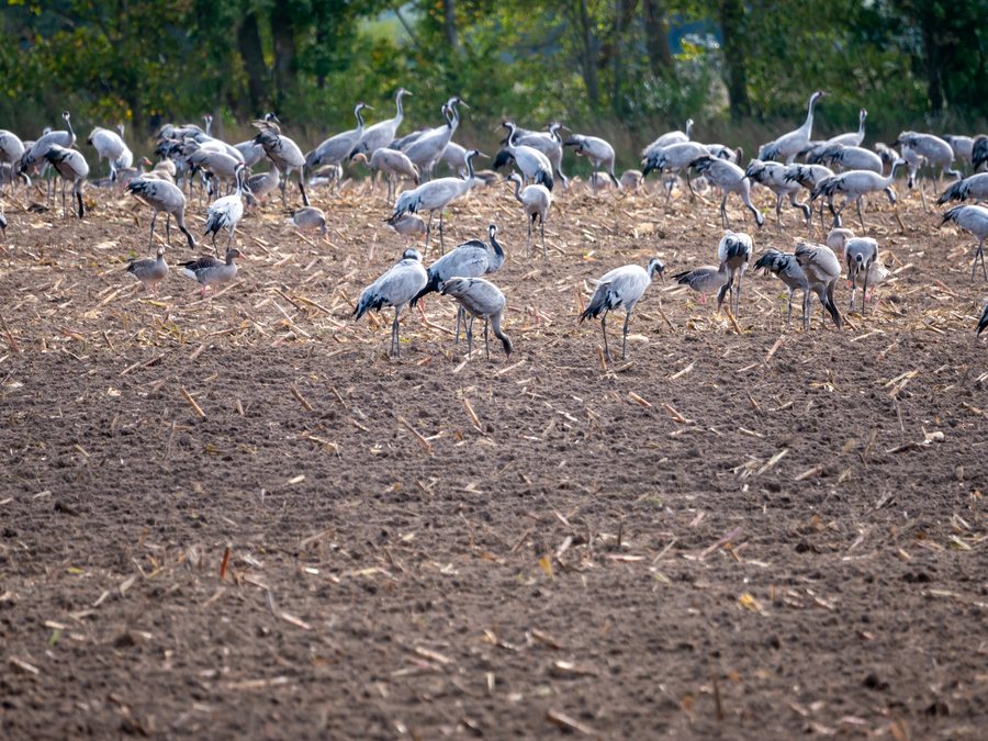 File:Kranorama, Altenpleen (P1090015).jpg