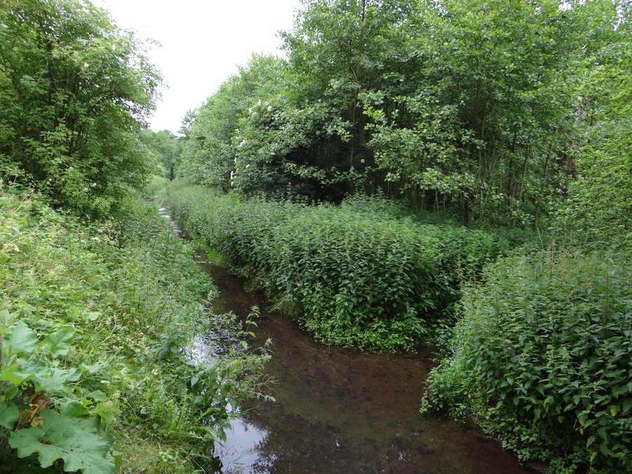 File:NSG Der Meerbusch (25).JPG