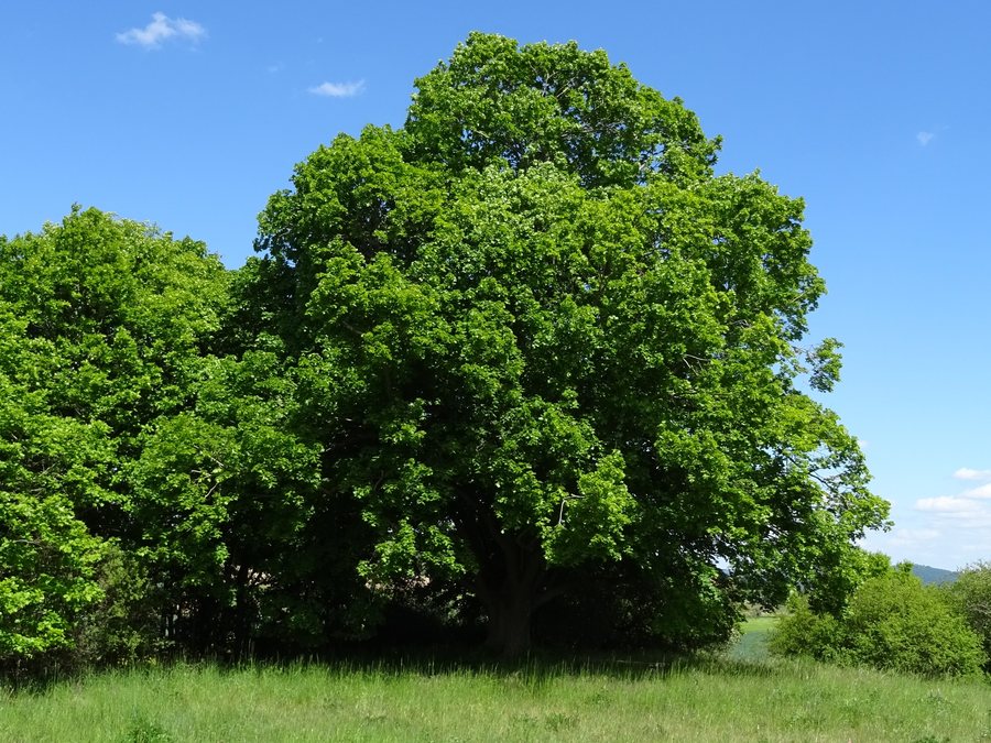 File:Welferode Baum.jpg