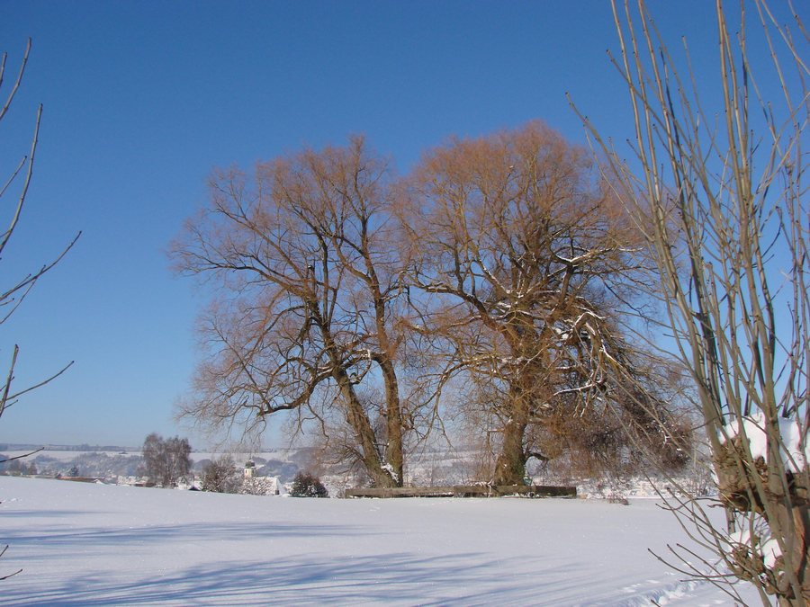 File:Landappbw 244443 1824 Kesselhülbe Steinheim am Albuch (Steinhirt).jpg