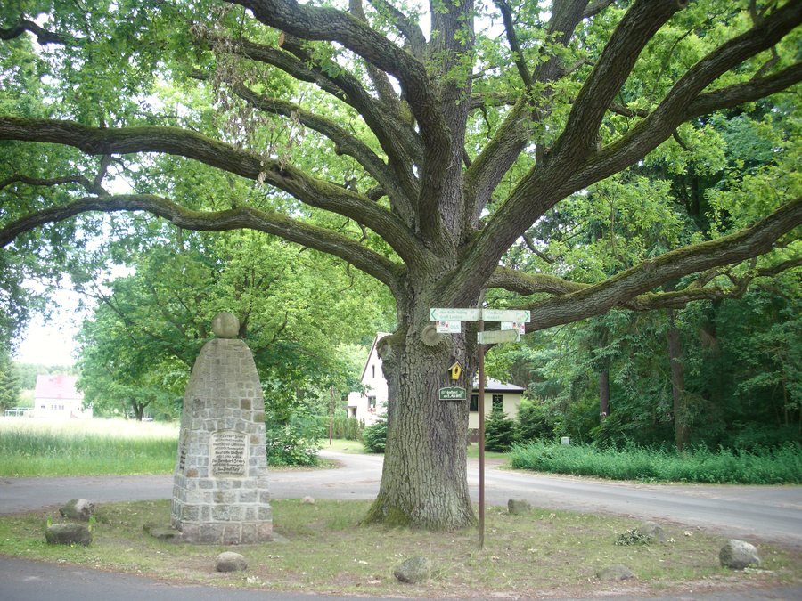 File:Eiche Muellrose Kaisermühl.JPG