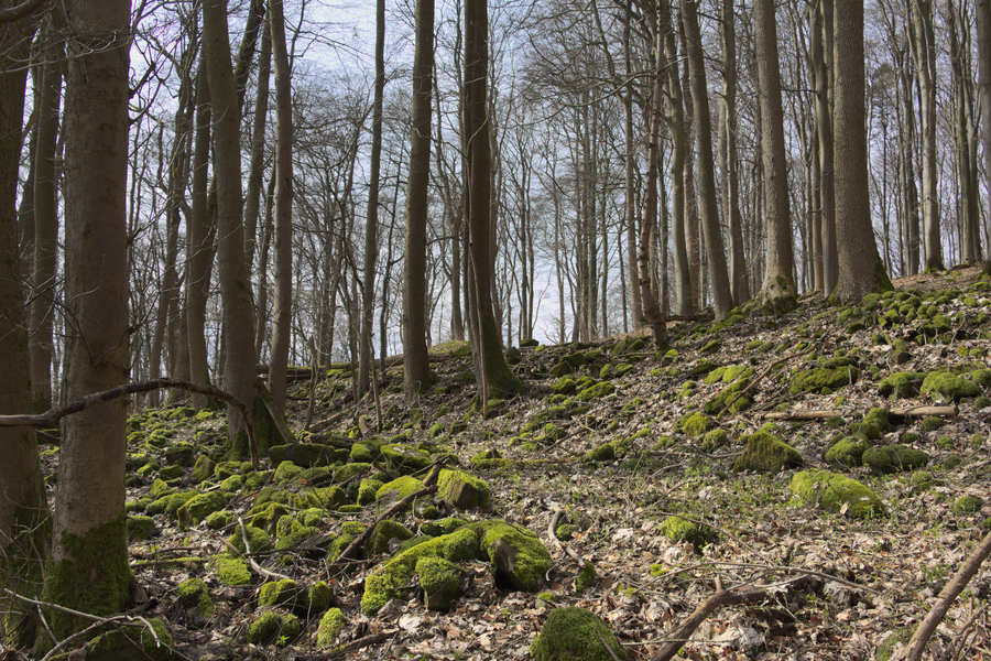 Bronze Age Ringwall in Nature Reserve Stallberg, Hünfeld