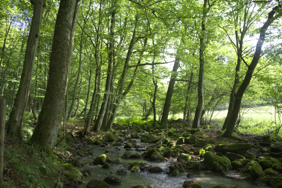 File:Laubach Gonterskirchen Hoellerskopfbach N.png