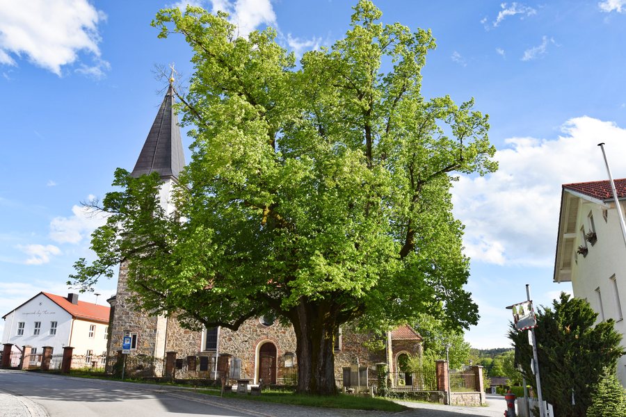 Winterlinde an der Kirche in Schaufling