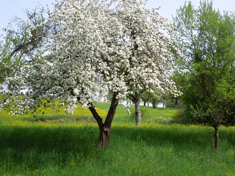 File:Frühling in der Streuobstwiese.jpg