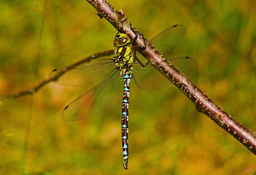 File:2013.07.01.-21-Wustrow-Neu Drosedow--Blaugruene Mosaikjungfer-Maennchen.jpg