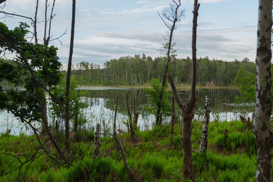 File:Butzen Bergsee 22.jpg