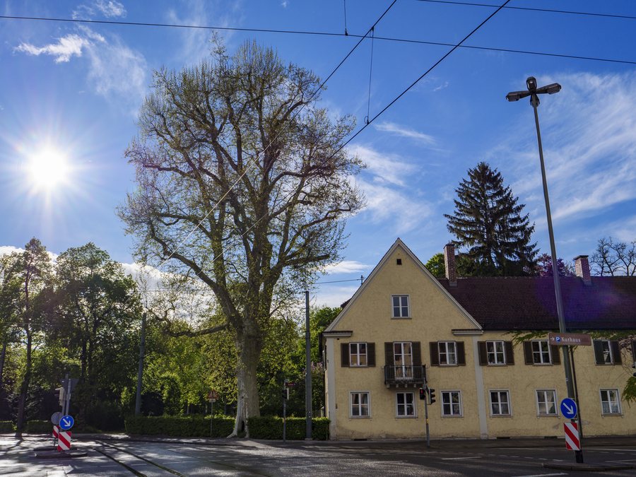 File:Platane am Alten Rathaus Göggingen, horizontal von Osten.jpg