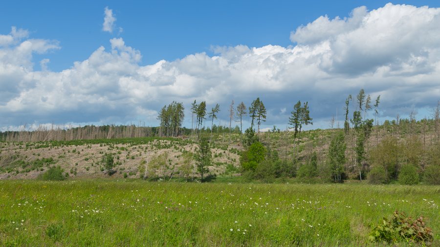 File:Harz Allrode 288.jpg