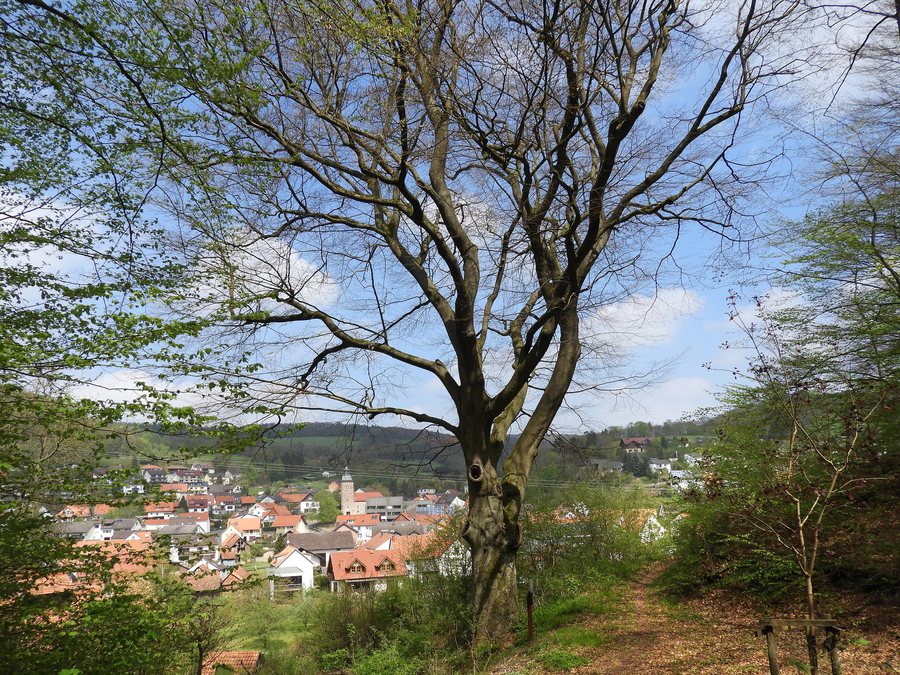 File:Eckerbaum bei Datterode.jpg