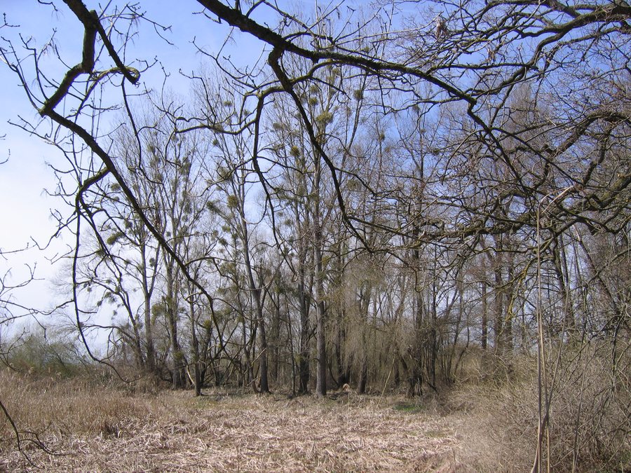 File:D-BW-Eriskirch - Eriskircher Ried, Auenwald.jpg