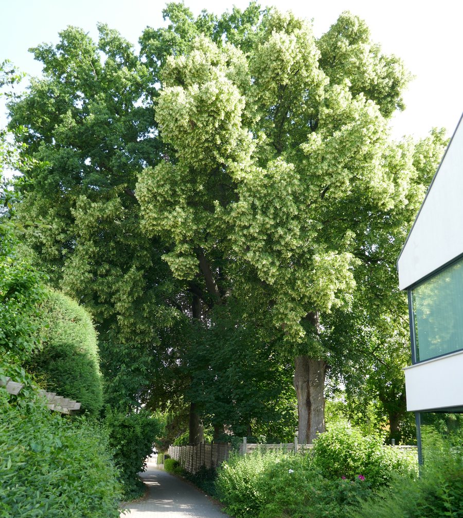 File:Spenge - ND Winterlinde am Apothekenweg.jpg