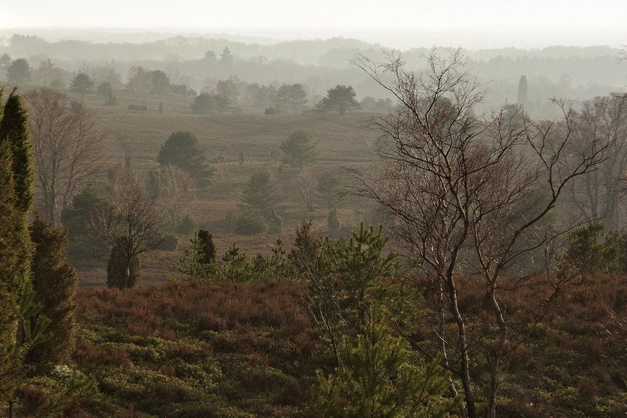 Lüneburger Heide viewed from Wilseder Berg