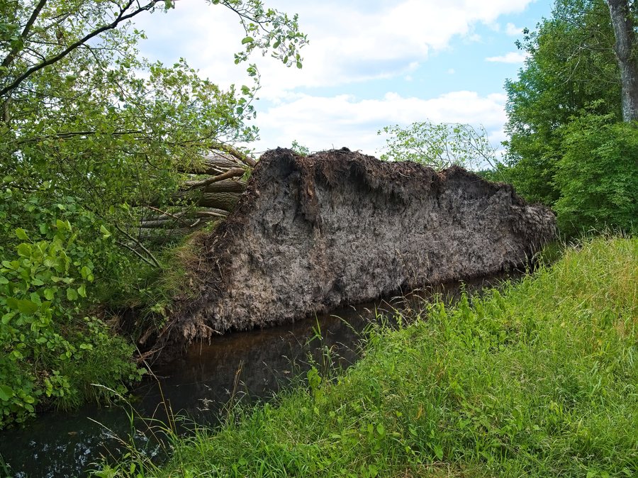 File:2017.07.13.-01-Selchow-Storkow (Mark)--entwurzelter Baum-Wurzel.jpg