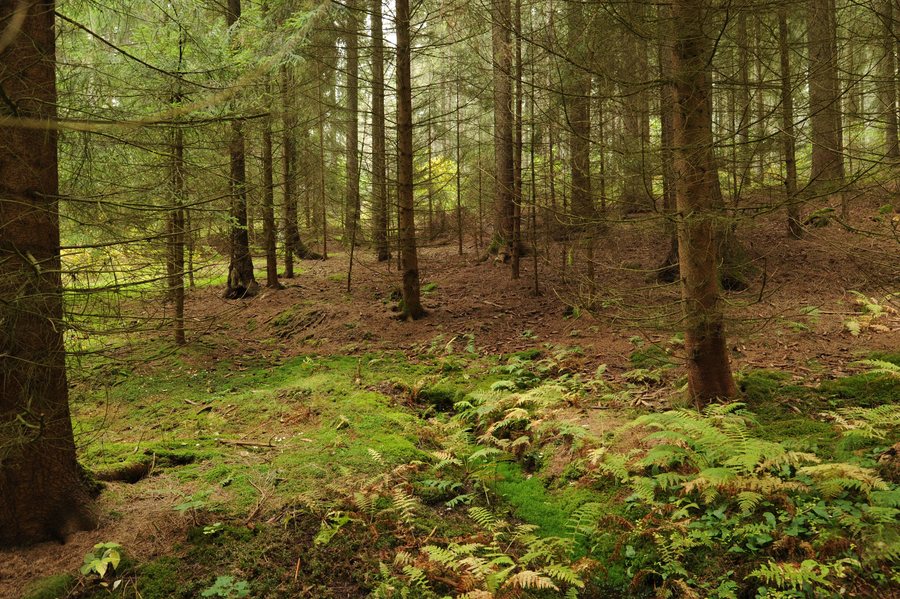 File:Eisenbach, tributary of Weisse Elster, source location - saxony.jpg