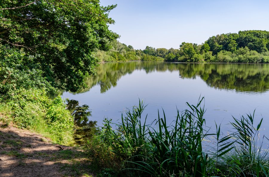 File:Nettetal, Kleiner De Wittsee, 2020-06 CN-01.jpg