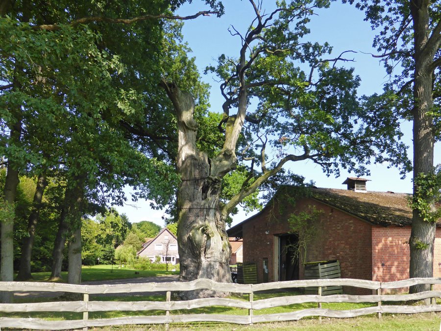 File:Behren Baum.jpg
