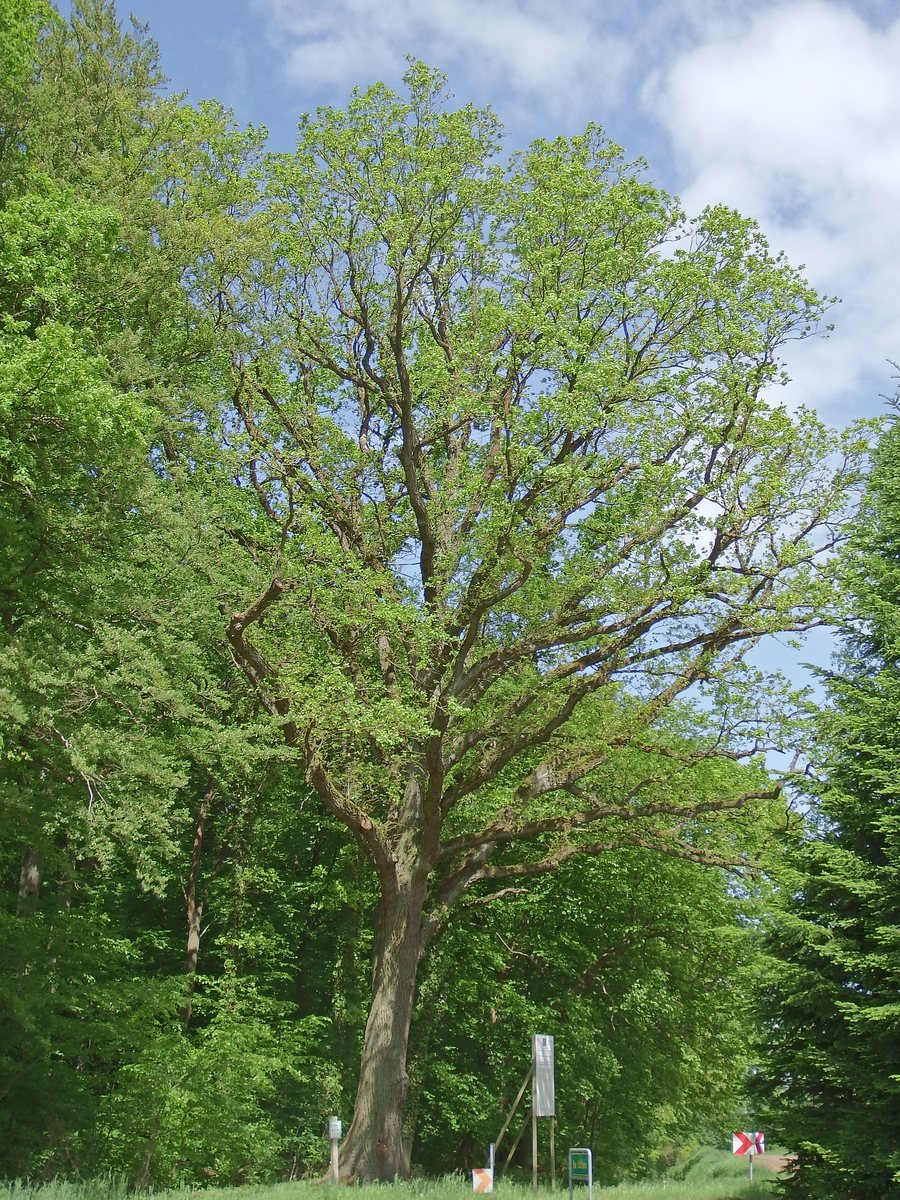 File:Eiche bei Lübtheen 09.jpg
