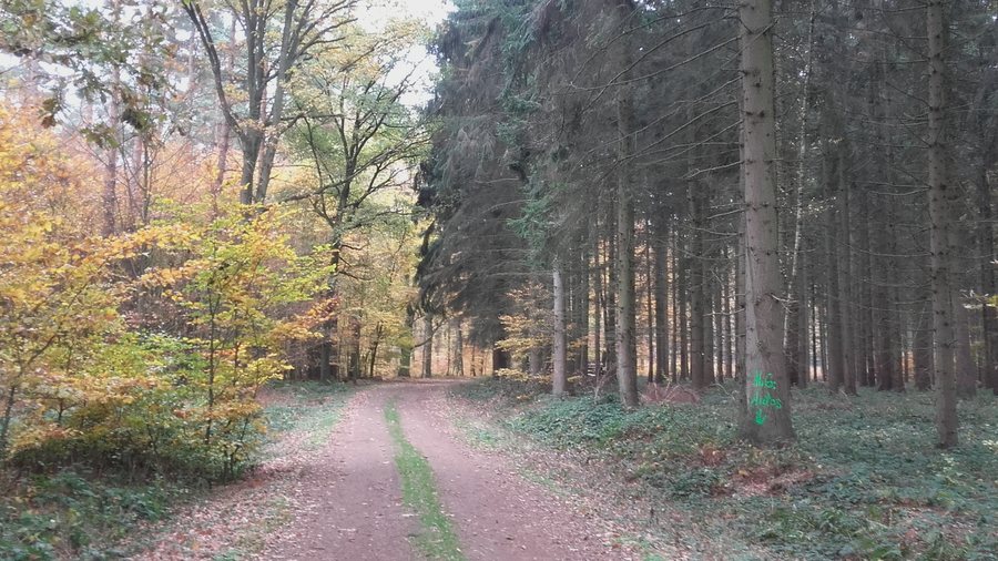 File:Wald bei Klein Zetelvitz (Sassen-Trantow) 20181104 01.jpg