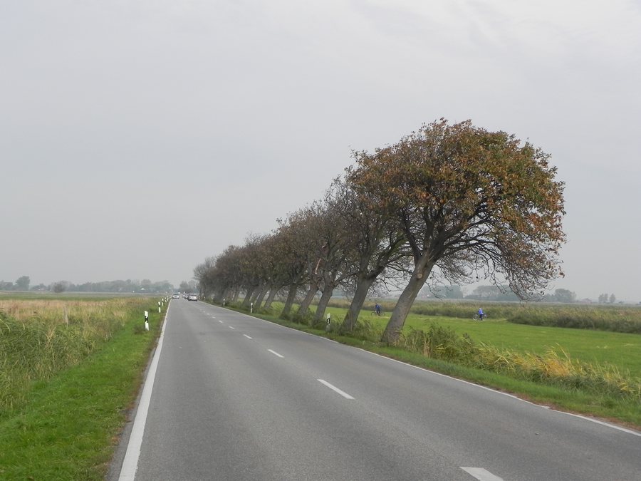 File:Bresewitz Windflüchter.JPG