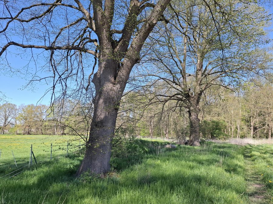 File:Winterlinden (Lehnenhof) - Baumreihe östlicher Teil.jpg