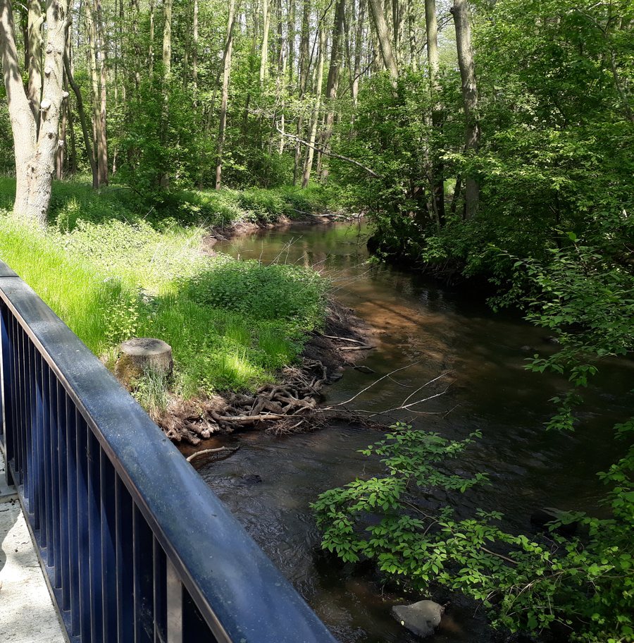 File:Dumme bei Bergen 20180510.jpg