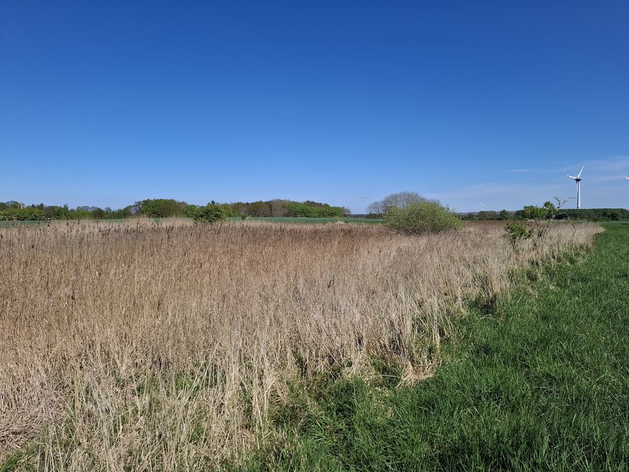 File:FND Stadtkoppel (Neubukow) - Ansicht Schilfteich.jpg