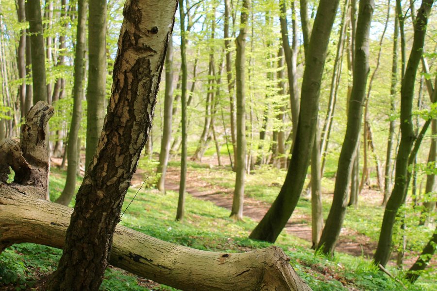 File:LSG Wallensteingraben bei Brusenbeck (Nahe Groß Stieten in MV).jpg