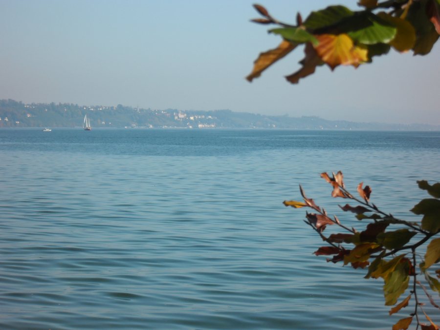 Bodensee mit Segelboot und entfernter Uferlinie, eingerahmt von Herbstlaub.