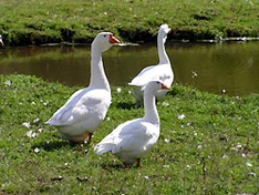 Gänse im Alpenvorland