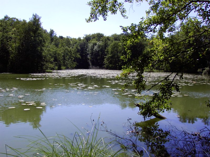 Spreewald