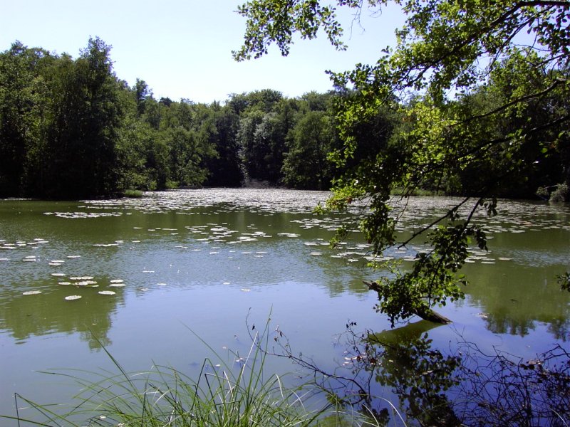 Bäume vor hellem Himmel in der Spreewaldlandschaft